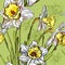 Seamless background with spring narcissus flower