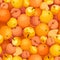 Seamless background with various orange fruits. Vector illustration.