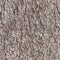 Seamless bark tree texture