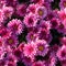 Seamless Beautiful chrysanthemums background. flower, nature.