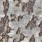 Seamless birch wooden pattern texture