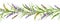 Seamless border from lavender and meadow grass watercolor illustration. Natural organic herbs mixed in elegant ornament