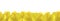 Seamless border pattern. Yellow banner made of bright hibiscus flowers, place for text