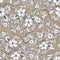 Seamless botanic pattern with brown background