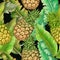 Seamless botanical pattern of pineapples,tropical plant
