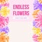 Seamless chrysanthemum borders. Vector floral background.