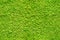 Seamless close up green moss texture