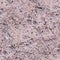 seamless coquina shell rock texture. background, geological.
