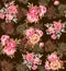 Seamless Digital Flower Pattern - Beautiful Textile Design Coffee Background