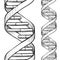 Seamless DNA double helix sketch