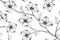 Seamless Dogwood flower pattern background.