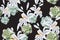 Seamless floral pattern of exotic tropical lilies and succulent isolated on the black background.