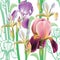 Seamless floral pattern with irises