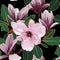 Seamless floral pattern with pink tropical magnolia flowers with leaves on blsck background.