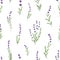 Seamless floral pattern with purple lavender. Botanical background, French violet flowers repeating print. Blossomed