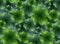 Seamless floral texture with a happy four-leaf clover.