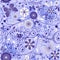 Seamless floral violet-blue pattern