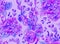 Seamless floral watercolor pattern with pink roses and hydrangeas on lilac background