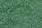 Seamless grass texture, shallow vegetation, high resolution seamless texture