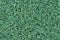 Seamless grass texture, shallow vegetation, high resolution seamless texture