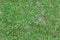 Seamless grass texture, trampled grass on the ground, high resol