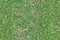 Seamless grass texture, trampled grass on the ground, high resolution seamless texture