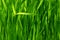 Seamless green grass