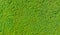 Seamless green hedge texture