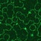 Seamless green microorganisms pattern