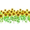 Seamless horizontal background of sunflower plants isolated