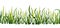 Seamless horizontal hand drawn border with green grass. Eco Natural organic ecological illustration for healthy labels