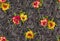 Seamless Indian paisley motif background with red and yellow flower