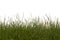 Seamless Isolated Grass