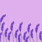 Seamless lavender flowers pattern on purple background.