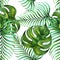 seamless leaf  palm  tropics  exotic plants