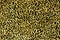 Seamless leopard fur pattern