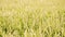 Seamless loop, Green wheat field moving in the wind, agriculture organic wheat concept, video HD