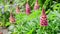 Seamless loop, pink lupin flowers close up, green garden background, video HD