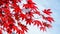 Seamless loop, red colorful autumnal maple leaves, blue sky background - Autumn concept video HD