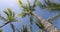 SEAMLESS LOOP VIDEO. Summer beach background palm trees against blue sky panorama, tropical Caribbean