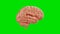 Seamless looping of brain on isolated green screen chroma key background. Science and anatomy concept. 4K footage video motion