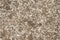 Seamless natural coquina shell rock texture