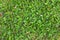 Seamless natural green grass texture from garden