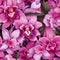 Seamless orchid fabric