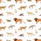 Seamless pattern with African and American animals on white background. Backdrop with wild predators living in savannah