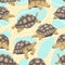 Seamless pattern. Aldabra giant tortoise in various poses. Aldabrachelys gigantea. An animal of the islands of the Pacific Ocean