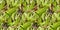 Seamless pattern background. Leaf mix lettuce. Vegetable.