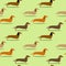 Seamless pattern with badger dogs of different colors