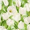 Seamless pattern of beautiful white tulips realistic