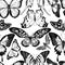 Seamless pattern with black and white giant swordtail, lemon butterfly, red lacewing, african giant swallowtail, white